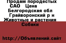 Продам породестых САО › Цена ­ 4 000 - Белгородская обл., Грайворонский р-н Животные и растения » Собаки   